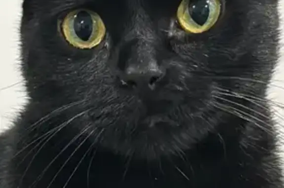 Lost: Black Cat with White Patches, Vaughan