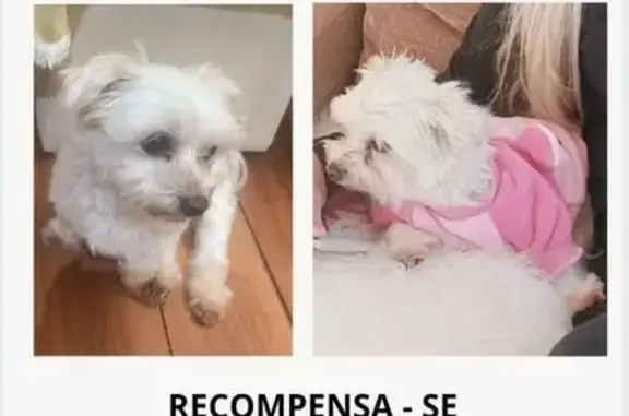 cachorro desaparecida