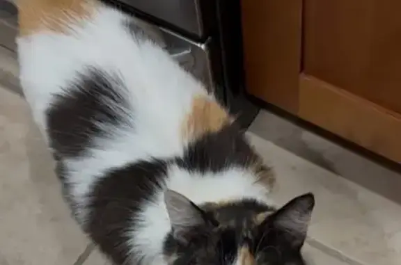 Missing cat Orangevale, photo: Lost Tricolor Cat: Orangevale, Ottomon Way