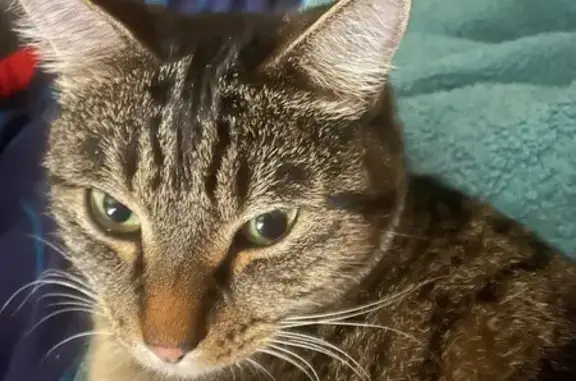 Lost Shy Tabby: Help Find Tiger!