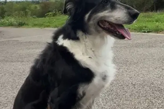 Chien perdu : Jenna, 15 ans, arthrose, Lédergues - photo
