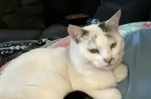 Lost Sweet Cat: White with Ring Tail