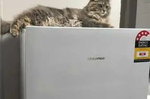 Lost Grey Cat 'Smokey' in Wore...