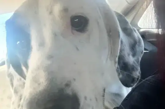 Found Sweet Dog: White w/ Blac...