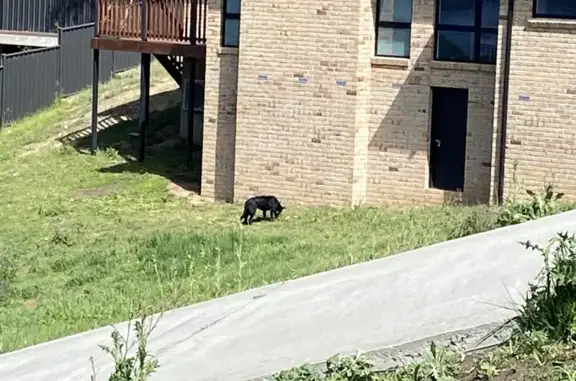 Found: Shy Black Dog on Nathan...