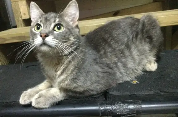 Lost and found pets Port Arthur, photo: Lost Gray Cat Oswald in Port Arthur