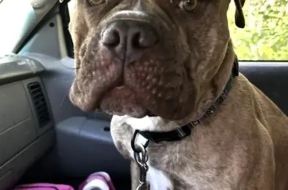 Lost Brindle Dog: Loves Tennis & Water