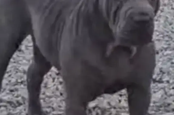 Perro Sharpei Perdido en Playa del Rey