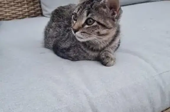 Animaux perdus Billère, photo: Chatte perdue à Billère, 7 mois, douce