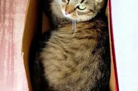 Lost pets Sydney, photo: Lost Cat: Fluffy Tail, Green Eyes, Hornsby