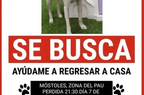 Perro perdido: Blanca con manchas negras