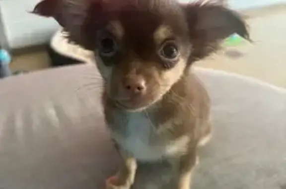 Chien perdu Hautmont, photo : Chihuahua Ruby perdue à Hautmont