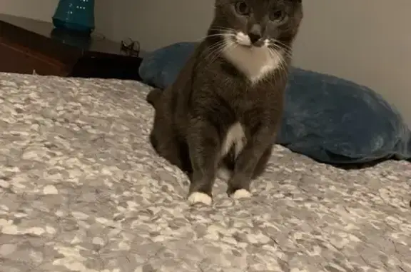 Lost pets Florida City, photo: Help Find Our Lost Gray Cat in Miramar!