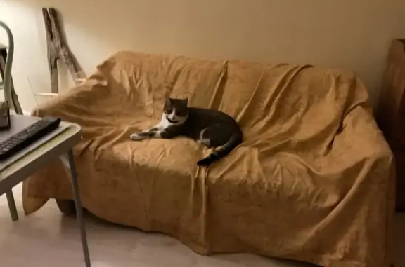 Chat trouvé Boulogne-Billancourt, photo: Chat sociable avec GPS trouvé à Boulogne