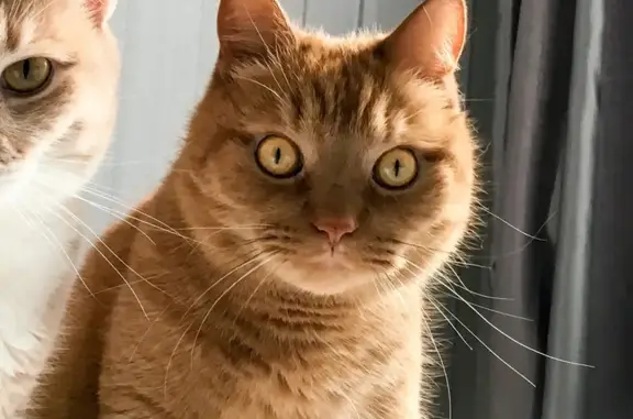 Lost pets , photo: Lost Shy Cat Shizik - Northern Beaches