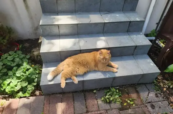 Found pets , photo: Shy Red Cat Found on The Corso, 86