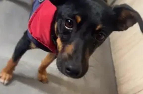 Chien perdu : Max, petit noir et marron - photo