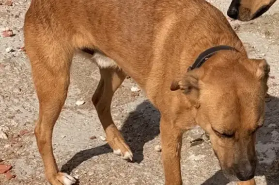 Perro Perdido en Fuentidueña de Tajo: ¡Ayuda!