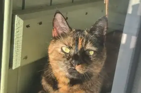 Chat Écaille perdue, Mougins, stérilisée - photo