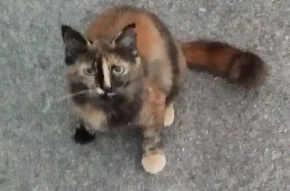Chat perdue Tortie, encoche oreille gauche - photo