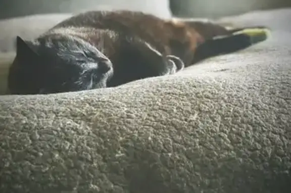 Lost Black Cat: NW 50th St, OK...