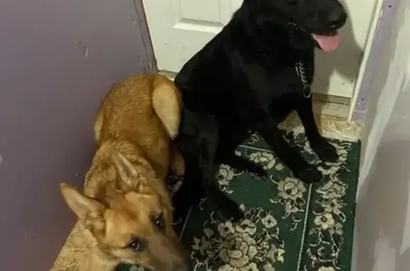 Lost Black Dog on West Broadway, Morrilton