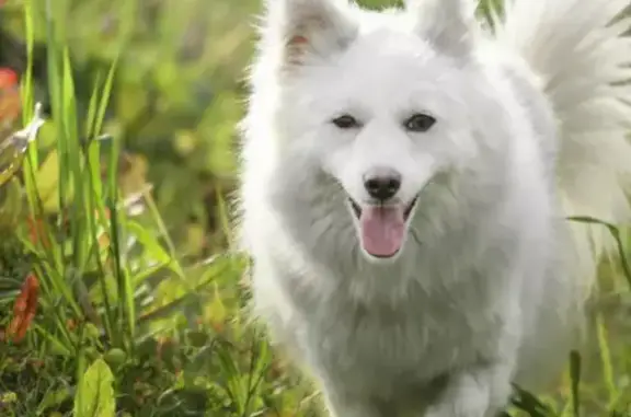 Found pets , photo: Friendly Dog Found Near Playground