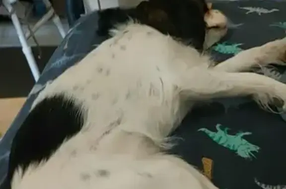 Lost Puppy: King Charles Cavalier in Armidale