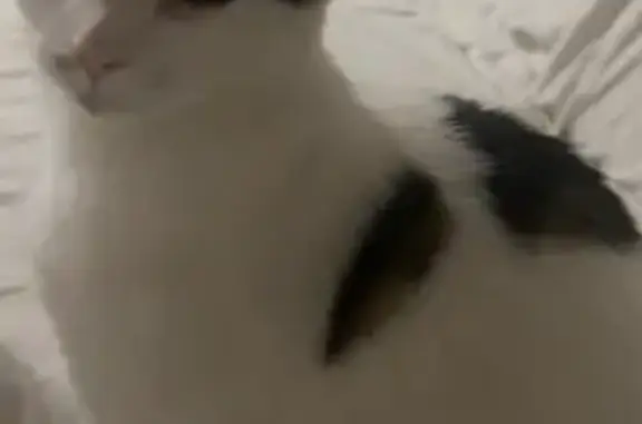 Chatte perdue à Villefranche-sur-Saône - photo