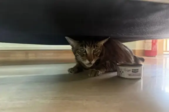 Found cat Singapore, photo: Found Cat on Tampines St 34, Singapore