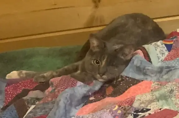 Lost: One-Eyed Grey Cat in Grafton