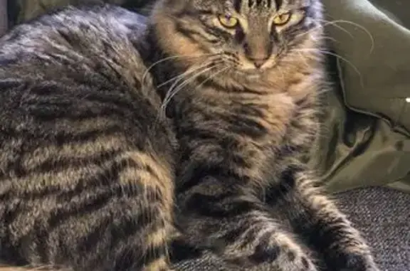 Chat européen perdu, poil mi-long, Vincelles - photo