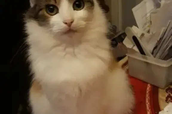 Chat perdu, , photo: Chatte tricolore à poil long perdue à Mehun