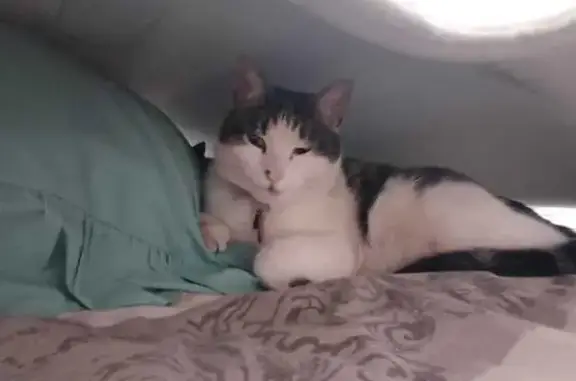 Lost White Tabby: Grey & Freckled Nose