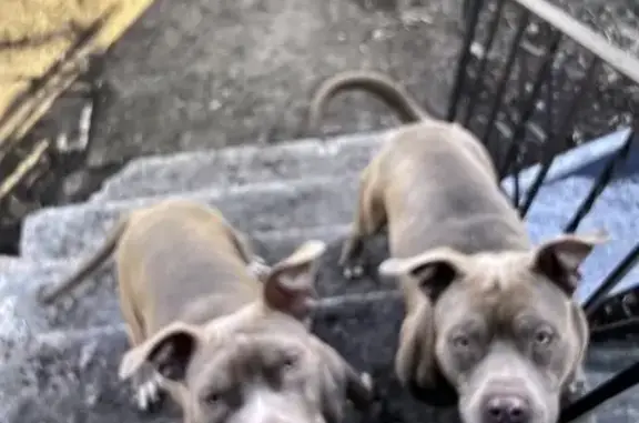 Lost Dogs: Starry & Hercules in Gary