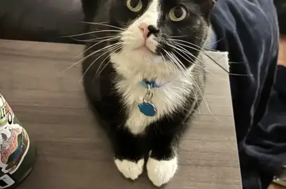 Lost Tuxedo Cat 'Winter' in Pinehurst