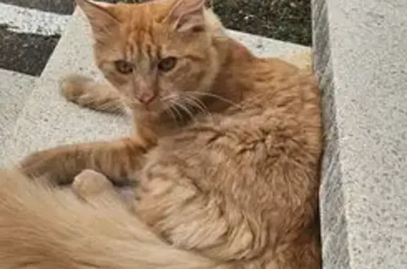 Animaux trouvés Lutterbach, photo: Jeune chat roux trouvé à Lutterbach