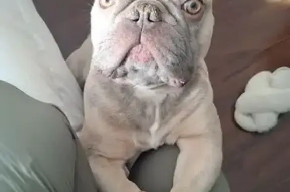 Lost Dog: White-Chested Pup in N. Chicago