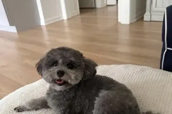 Lost Grey Toy Poodle in Warrenville, IL