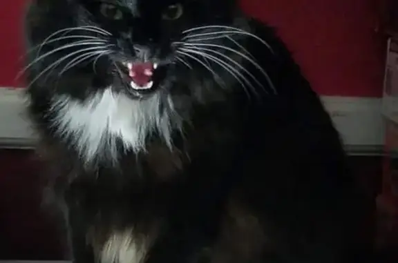 Lost Cat: Black Coat, White Tuffs - Help!