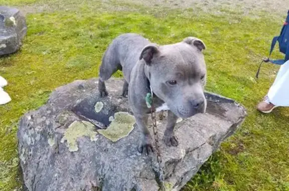 Chien trouvé Rezé, photo: Jeune chienne grise trouvée à Rezé