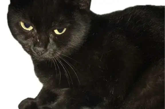 Chatte noire perdue à Antony, urgente à retrouver - photo
