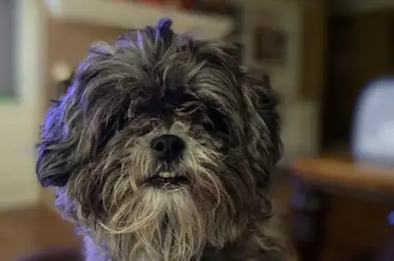 Lost Dog: Escaped Yard on Old Ridge Rd