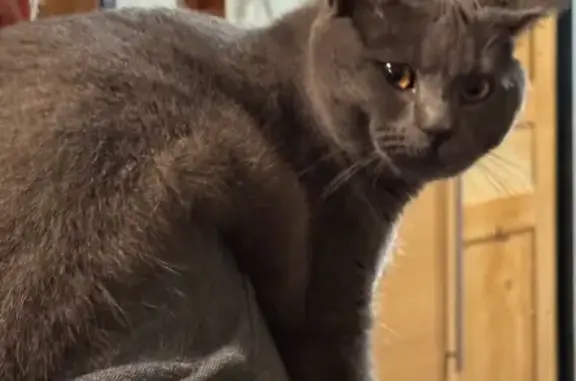 Chat Chartreux gris perdu à Marquette-lez-Lille - photo