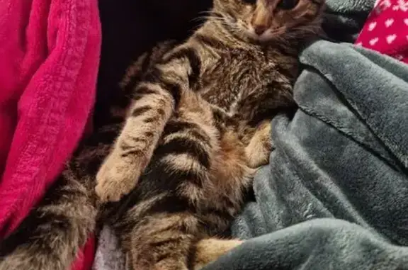 Animaux perdus , photo: Chaton européen perdu à Sannois