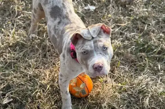 Lost and found pets Westland, photo: Lost Dog Merle: Westland Area Alert