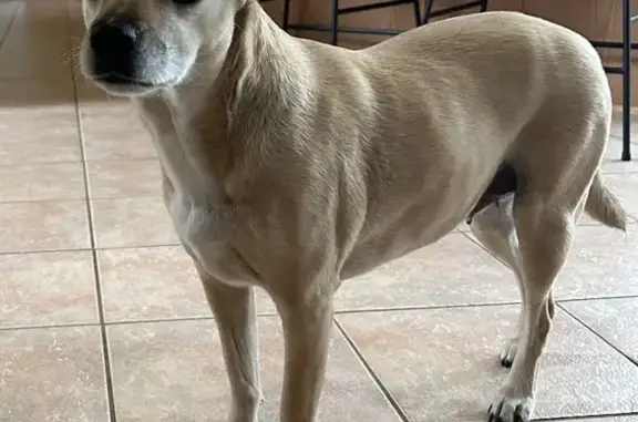 Lost Dog: Timid, Blue Collar, Broadview Heights