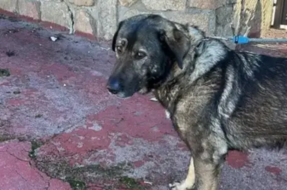 Búsqueda de mascotas, foto: Perra XENA encontrada: Contacto restringido