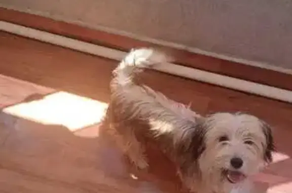 cachorro desaparecida