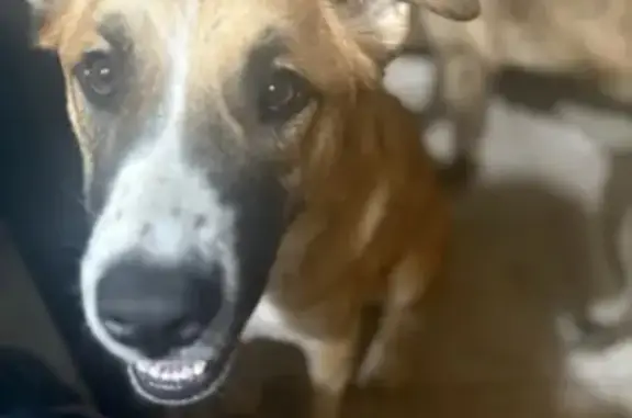 Lost Dog: Unique Ears, Sumac Dr, Sahuarita